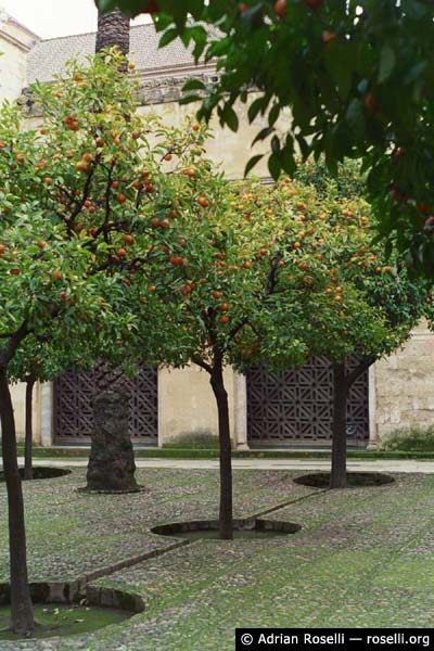 Patio de los Naranjos