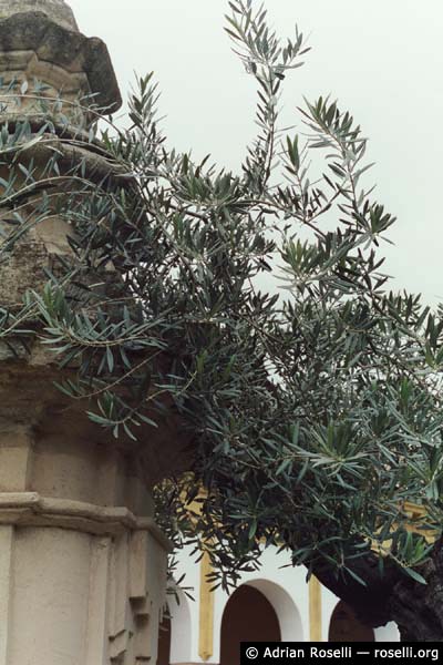 Patio de los Naranjos