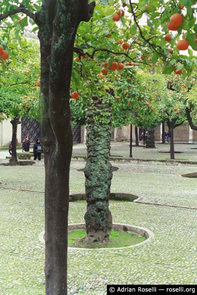 Patio de los Naranjos