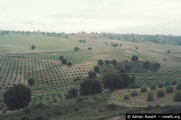 Olive Groves