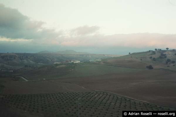 Olive Groves